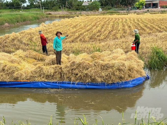 Nông dân ở Cù lao Long Hòa - Hòa Minh huyện Châu Thành, tỉnh Trà Vinh thu hoạch lúa đạt năng suất cao nhờ sử dụng các sản phẩm của  Công ty Syngenta Việt Nam. Ảnh: HT.