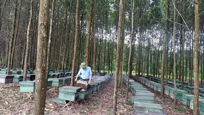 Mỗi năm, HTX Mật ong Hương Rừng thu hoạch từ 30 - 40 tấn mật. Ảnh: Ánh Nguyệt.
