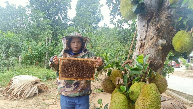 Chị Dương Thị Vân (thôn Kim Sơn, xã Hương Trạch) kiểm tra đàn ong. Ảnh: Ánh Nguyệt.