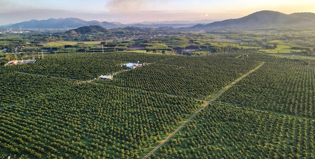 Một góc vườn cam đẹp nhất miền Trung với diện tích hơn 70ha của Tập đoàn TH tại xã Nghĩa Bình, huyện Nghĩa Đàn, tỉnh Nghệ An.