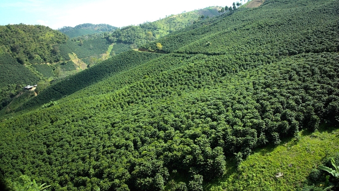 Vùng trồng cà phê Arabica của Phúc Sinh tại Sơn La. Ảnh: Trần Phi.