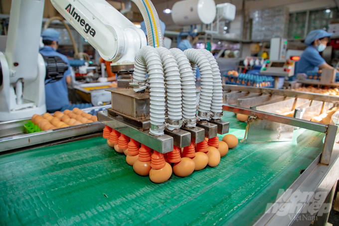 Robot gắp trứng tự động để đưa vào làm sạch trứng.
