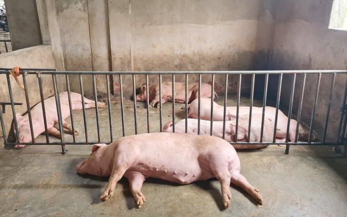 Số lượng lợn giết mổ tại các cơ sở tập trung quá ít. Ảnh: Việt Khánh.