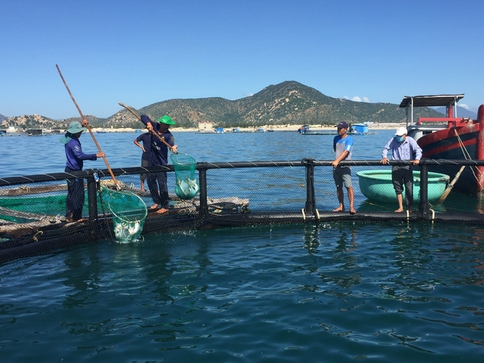 Ninh Thuận phát triển khá mạnh ngành nuôi trồng thủy sản lồng bè, chủ yếu nuôi tôm hùm và cá biển như cá bớp, cá chim, cá mú... Ảnh: PC.