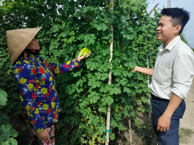 Chuyển đổi trồng rau màu từ đất lúa ở vùng phía đông tỉnh Tiền Giang mang lại hiệu quả cao. Ảnh: Minh Đảm.