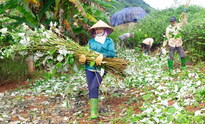 Người dân thu hoạch cây gai xanh tại tỉnh Hòa Bình.