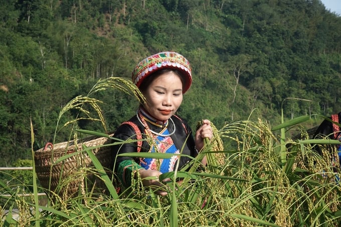 Lúa nếp Tài của HTX Yến Dương (huyện Ba Bể) đạt chuẩn hữu cơ Việt Nam, đang trong giai đoạn chuyển đổi đáp ứng tiêu chuẩn hữu cơ Nhật Bản. Ảnh: Ngọc Tú. 