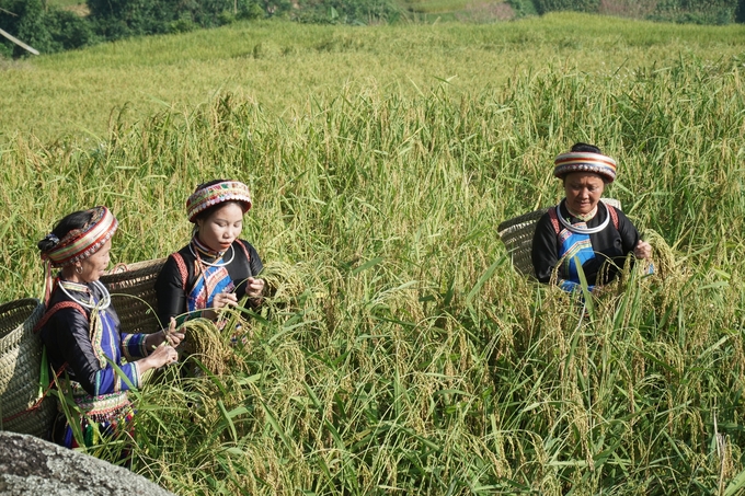 Thu hoạch lúa nếp Tài tại thôn Phiêng Phàng (xã Yến Dương). Ảnh: Ngọc Tú. 