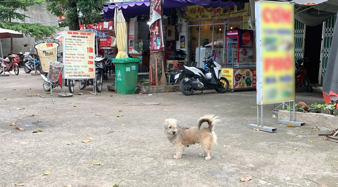 Tình trạng chó thả rông và không được rọ mõm còn xảy ra khá phổ biến tại hầu hết các địa phương của Đồng Nai. Ảnh: Lê Bình.