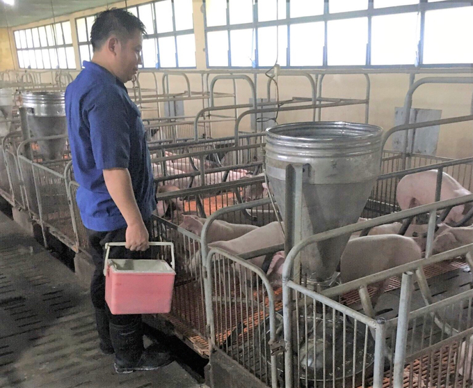 Phòng chống dịch tả lợn châu Phi là mục tiêu hàng đầu của tỉnh Gia Lai. Ảnh: Đăng Lâm.