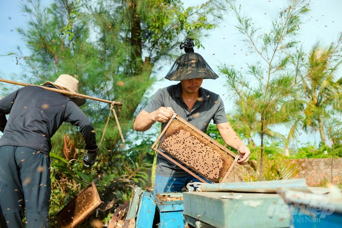 Mật ong Việt Nam xuất khẩu chủ yếu lấy từ mật nách lá cây keo và cây cao su. Đây là căn cứ rất quan trọng cho thấy, mật ong Việt Nam không hề cạnh tranh với mật lấy từ hoa của các nhà sản xuất Hoa Kỳ. Ảnh: PT.