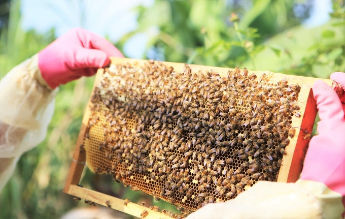 Việt Nam có hệ thống ngành ong lớn với trên 1,7 triệu đàn ong. Ảnh: HT.