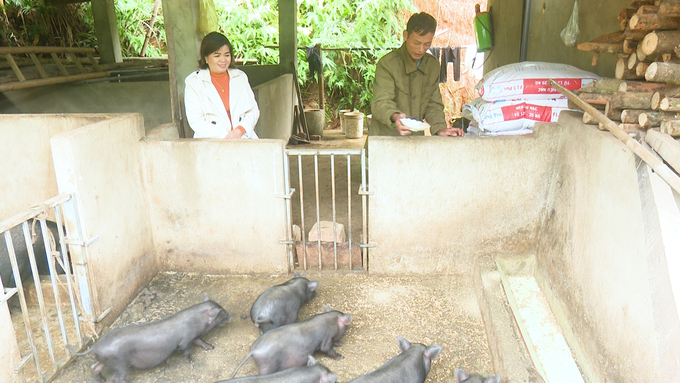 Đàn lợn bản địa hỗ trợ gia đình ông Triệu Đức Trìu (thôn Nà Sắm). Ảnh: Ngọc Tú. 