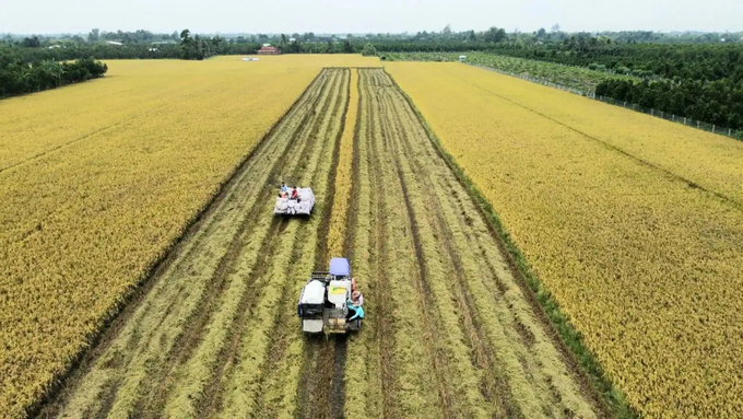 Theo quan điểm của PGS.TS. Nguyễn Phú Son (Trường Đại học Cần Thơ), có 10 điểm nghẽn chính của việc phát triển chuỗi giá trị lúa gạo theo hướng trách nhiệm và bền vững (Ảnh minh họa).