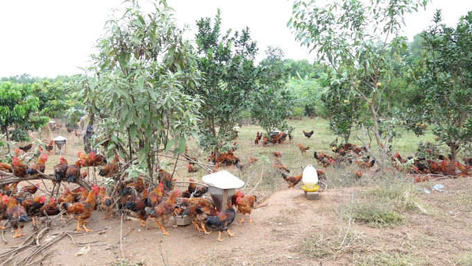 Huyện Phú Bình có trên 13.000 hộ chăn nuôi gà theo hình thức thả đồi. Ảnh: Quang Linh.
