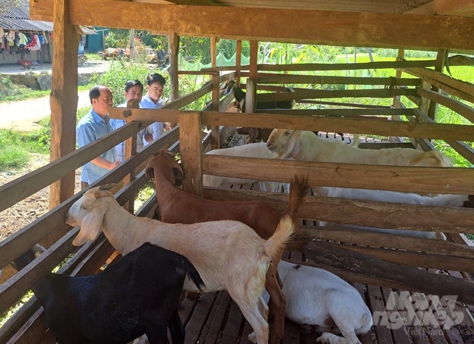 Mô hình nuôi dê sinh sản triển khai tại xã Khau Tinh, huyện Na Hang hỗ trợ các hộ dân tộc thiểu số nơi đây vươn lên phát triển kinh tế. Ảnh: Đào Thanh.