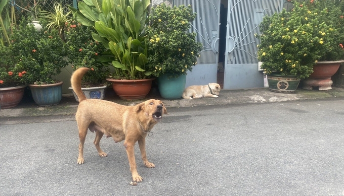 Nạn thả chó chạy rông còn khá phổ biến tại Bình Phước. Ảnh: Thanh Sơn.