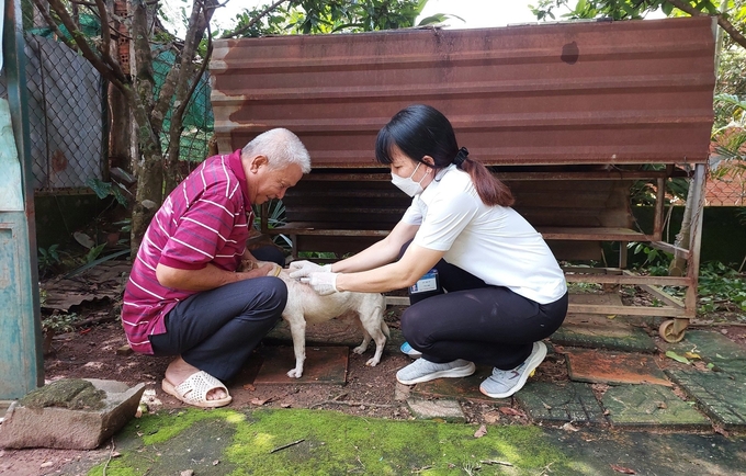 Lực lượng cán bộ thú y tỉnh Bình Phước phối hợp UBND cấp huyện tổ chức tiêm phòng vacxin đàn vật nuôi. Ảnh: Thanh Sơn.