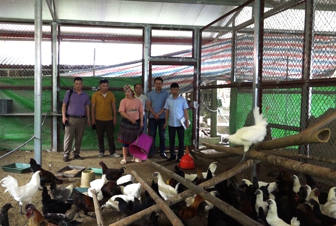 Các hộ chăn nuôi gà hàng hóa ở Trạm Tấu được quan tâm hỗ trợ vốn và hướng dẫn kỹ thuật chăm sóc, phòng bệnh. Ảnh: Thanh Tiến.