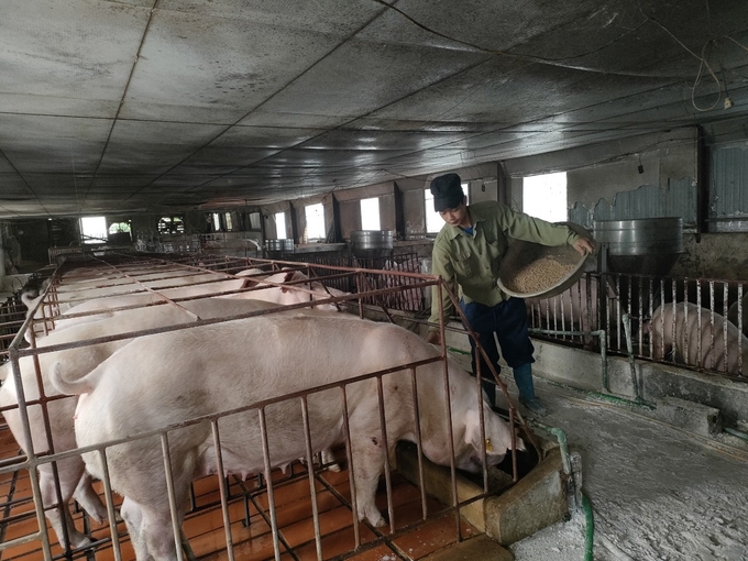 Mô hình chăn nuôi lợn an toàn sinh học của người dân xã Minh Sơn, huyện Hữu Lũng, tỉnh Lạng Sơn. Ảnh: Nguyễn Thành.