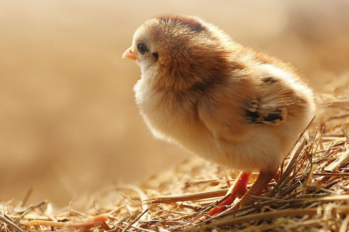 Good pullet quality is a combination of reaching solid growth in body weight, but also increasing the size of the birds. Photo: Trouw Nutrition