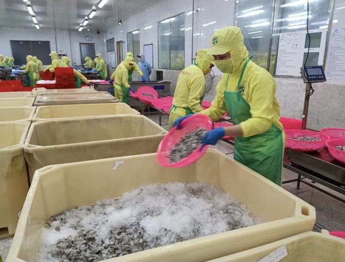 Kim ngạch xuất khẩu tôm tỉnh Cà Mau năm 2023 ước đạt trên 1 tỷ USD. Ảnh: Trọng Linh.