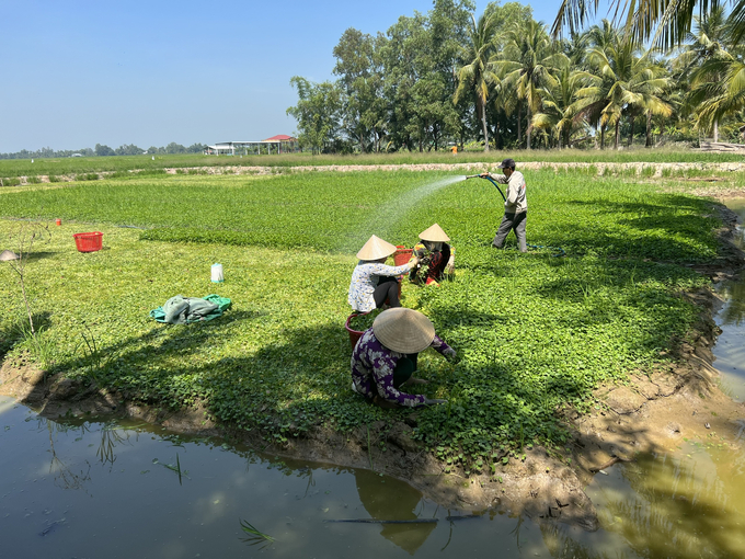 Sản xuất nông nghiệp thích ứng với biến đổi khí hậu là một trong những giải pháp giúp nông dân vượt qua khó khăn phát triển kinh tế bền vững. Ảnh: Trọng Linh.