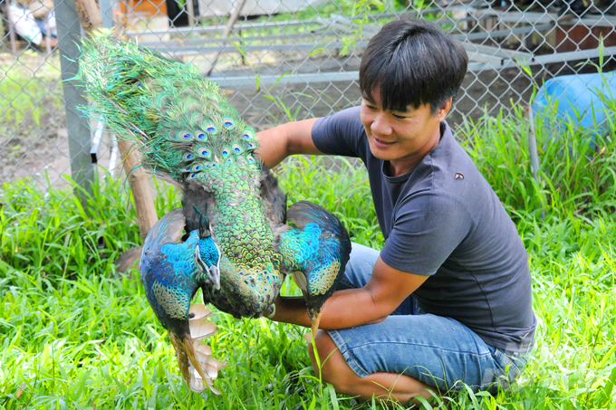 Hàng năm trang trại của anh Toản cung cấp ra thị trường hàng trăm con giống, đối với chim công giống má vàng 1 tháng tuổi có giá từ 7 – 8 triệu đồng/cặp, giống chim công Silver – Black 1 tháng tuổi có giá từ 10 – 12 triệu đồng/cặp. Ảnh: Lê Hoàng Vũ.