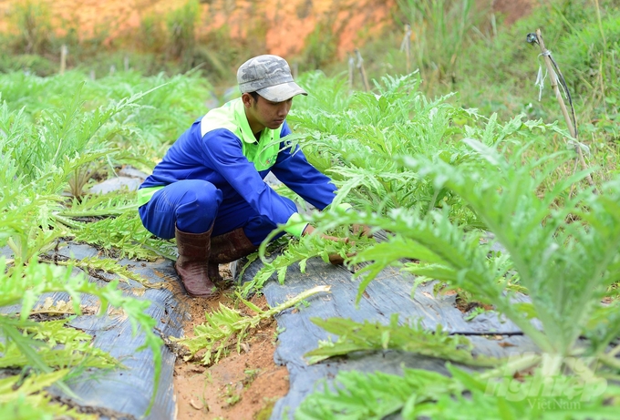 Sản xuất nông nghiệp hữu cơ của Việt Nam đang có bước phát triển nhanh. Ảnh: Nguyễn Thủy.