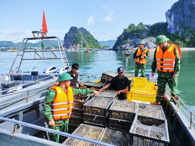 Vụ vận chuyển gần 14.000 gia cầm giống được bộ đội biên phòng Quan Lạn phát hiện, bắt giữ. Ảnh: Vũ Cường