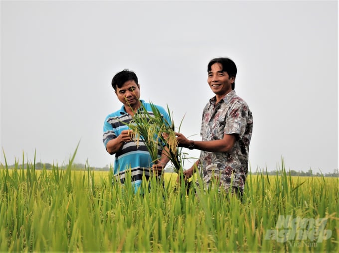 Kiên Giang là tỉnh sản xuất lúa lớn nhất khu vực ĐBSCL với diện tích gieo trồng mỗi năm trên 700.000 ha, sản lượng hơn 4,5 triệu tấn, chủ yếu là lúa chất lượng cao đáp ứng tốt nhu cầu xuất khẩu. Ảnh: Trung Chánh.