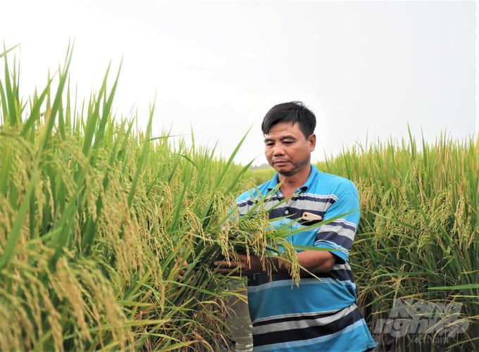 Lúa gạo là cây trồng được cấp mã số vùng trồng nhiều nhất ở Kiên Giang với 325 mã đã cấp, tổng diện tích 11.886ha, đăng ký xuất khẩu sang các thị trường EU, Nhật Bản và Hoa Kỳ. Ảnh: Trung Chánh.