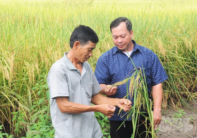 Nông dân xã Tây Yên A (huyện An Biên, Kiên Giang) rất phấn khởi khi sản xuất lúa theo quy trình hữu cơ, lúa trúng mùa, bán được giá cao (gần 10.000 đồng/kg). Ảnh: Trung Chánh.