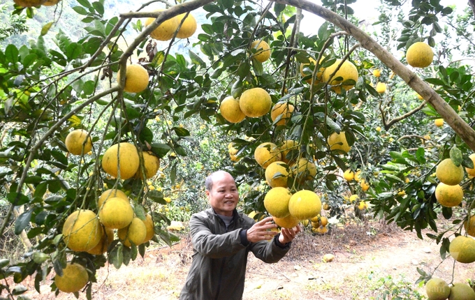 Hiện toàn tỉnh Tuyên Quang đã cấp được 10 mã số vùng trồng. Ảnh: Đào Thanh.