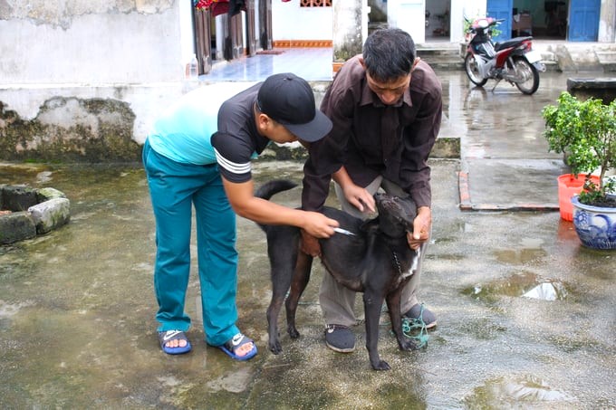 Đến ngày 11/12, ổ dịch bệnh dại trên chó tại thôn Đông Cao, xã Tráng Việt (Mê Linh) đã qua 7 ngày không phát sinh.