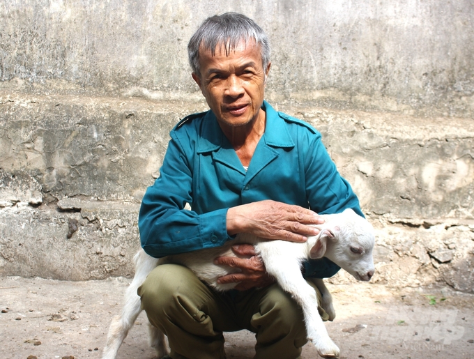Theo ông Nguyễn Huy Phương, thôn Tràng An, xã Trường Yên (Hoa Lư, Ninh Bình), chăn nuôi dê để phục vụ du lịch thì việc giữ uy tín, thương hiệu phải được đặc biệt quan tâm. Ảnh: Trung Quân.