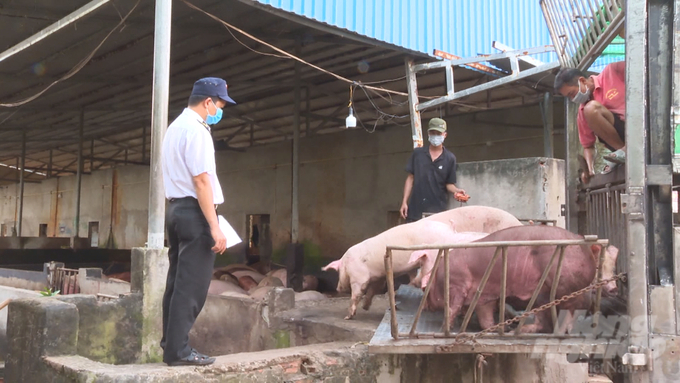 Lực lượng thú y địa phương phối hợp với chủ cơ sở kiểm tra thể trạng gia súc trước khi đưa vào giết mổ. Ảnh: Kim Anh.