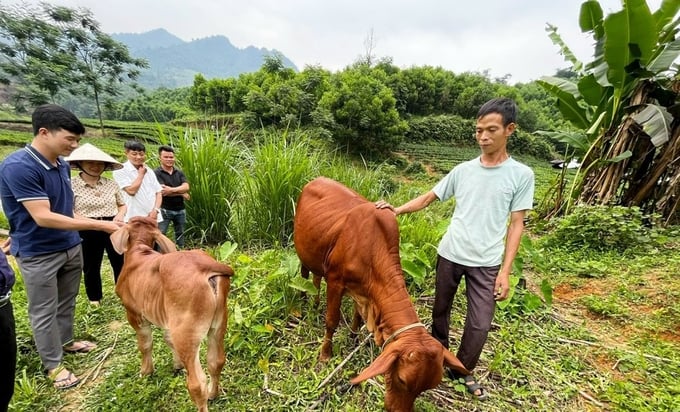 Chăn nuôi gia súc sinh sản nên lợi nhuận thu lại trong năm đầu có thể chưa có, chủ yếu là tận dụng được nguồn phân bón cho sản xuất trồng trọt của gia đình. Ảnh: Quang Linh.