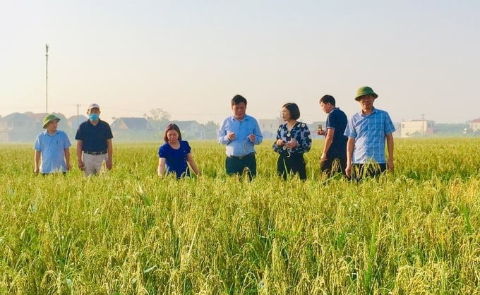 Chính quyền địa phương đã quy hoạch cánh đồng lớn để trồng lúa một giống giúp bà con dễ dàng hơn trong việc gieo cấy lúa nếp Thầu Dầu. Ảnh: Phạm Hiếu.
