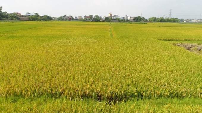 Cánh đồng lúa nếp Thầu Dầu chín vàng ở xã Úc Kỳ, huyện Phú Bình (Thái Nguyên). Ảnh: Phạm Hiếu.