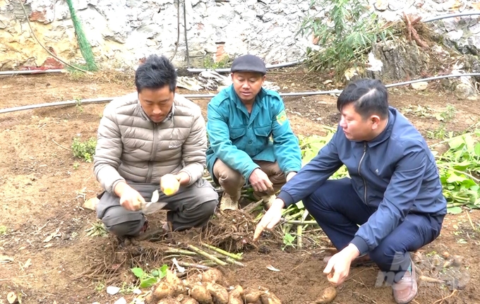 Cây sâm khoai giúp người dân ở xã Tả Lủng, huyện Đồng Văn có thu nhập cả trăm triệu đồng/ha. Ảnh: Đào Thanh.