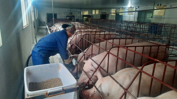Số lượng hộ chăn nuôi lợn trên địa bàn tỉnh Quảng Ninh giảm trên 5.000 hộ. Ảnh: Nguyễn Thành.