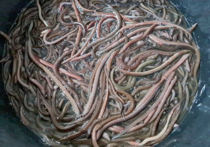Các mô hình nuôi lươn thương phẩm đã giúp Nghệ An chủ động nguồn cung sản phẩm lươn cho thị trường. Ảnh: Việt Khánh.