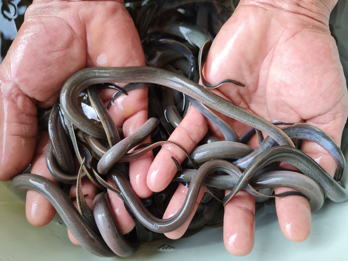 Nguồn cung và chất lượng con giống đảm bảo sẽ tạo điều kiện giúp nuôi lươn thương phẩm phát triển. Ảnh: Việt Khánh.