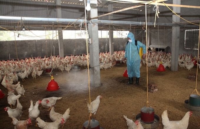 Hộ chăn nuôi phun thuốc tiêu độc, khử trùng, chống dịch bệnh cho đàn gia cầm.