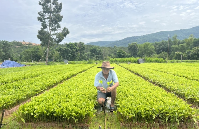 Mỗi năm vườn ươm giống cây lâm nghiệp của ông Trần Duy Thủy cung ứng ra thị trường 2,1 triệu cây giống lâm nghiệp chất lượng cao. Ảnh: V.Đ.T.