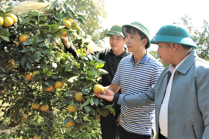 Thương hiệu cam hữu cơ của trang trại Ngọc Hường được đông đảo người tiêu dùng biết. Ảnh: Việt Khánh.