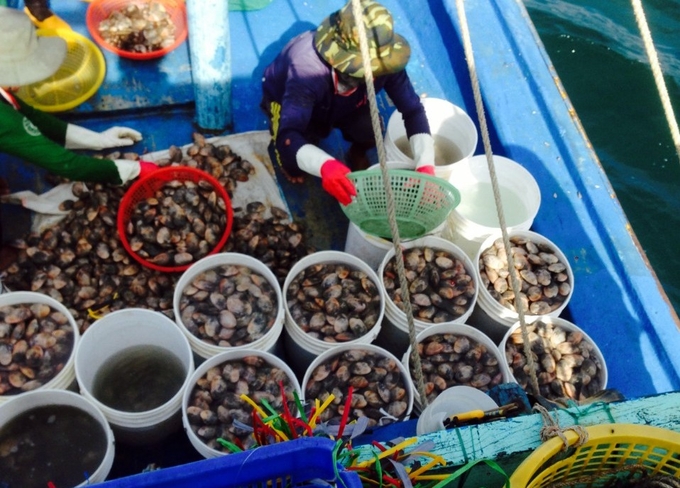 Vùng biển Bình Thuận có nhiều loài nhuyễn thể hai mảnh vỏ đặc thù có giá trị kinh tế cao. Ảnh: KS.