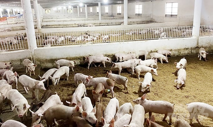 Xây dựng các hệ thống chuồng lạnh và sử dụng đệm lót sinh học trong chăn nuôi có nhiều ưu điểm, tăng sức đề kháng cho vật nuôi, giảm được một số bệnh thông thường. Ảnh: Minh Sáng.