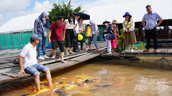 Du khách trải nghiệm massage cá. Ảnh: Nguyễn Thủy.